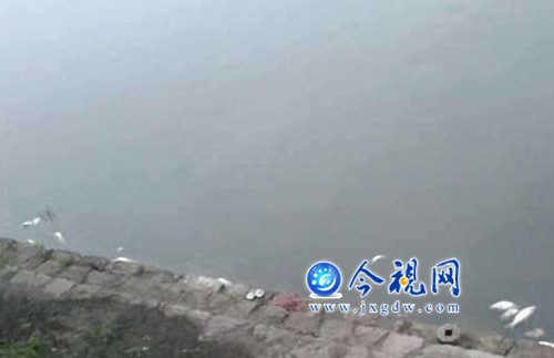 九江城區(qū)兩湖污染嚴(yán)重,湖邊不少死魚(yú)